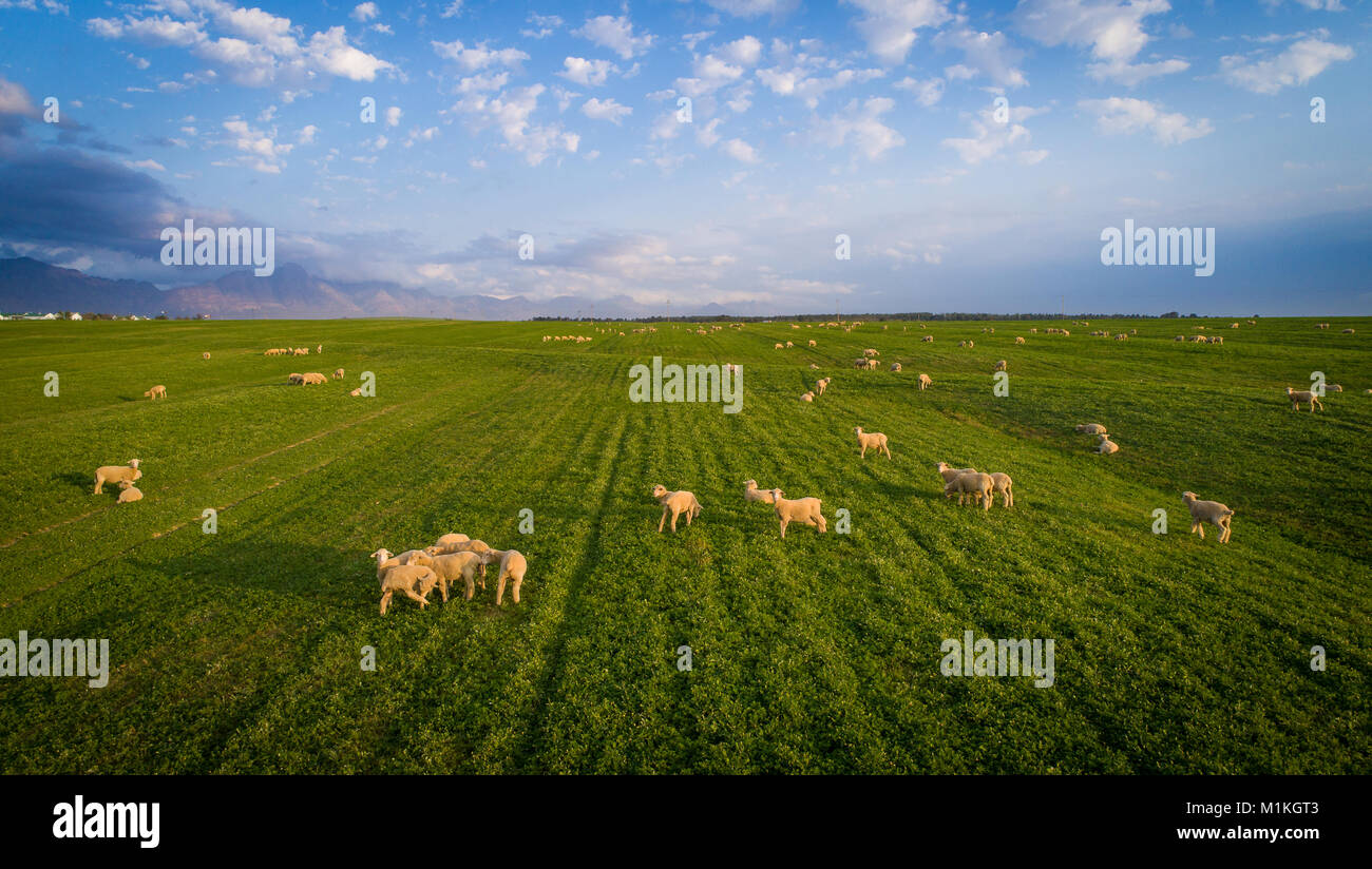 Aerial view over a flock of sheep on a farm Stock Photo - Alamy