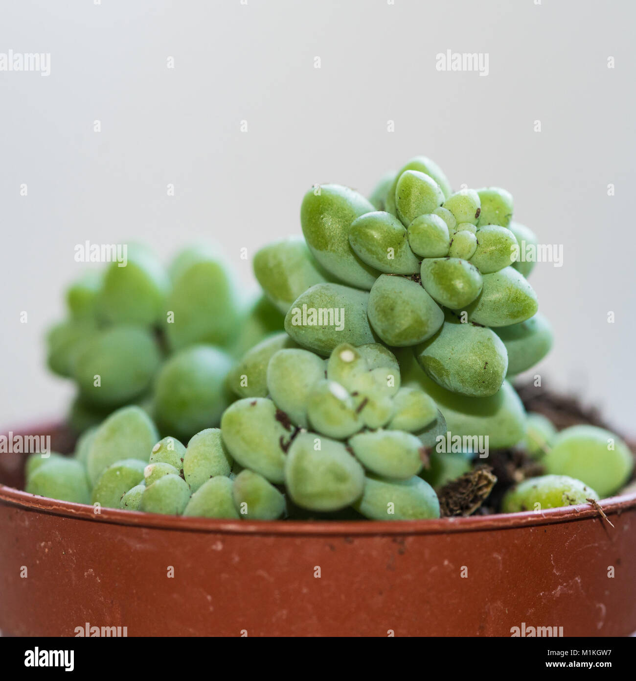 A macro shot of a donkey tail succulent plant. Stock Photo