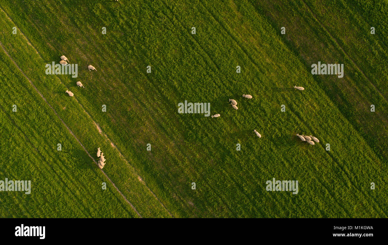 Aerial view over a flock of sheep on a farm Stock Photo - Alamy