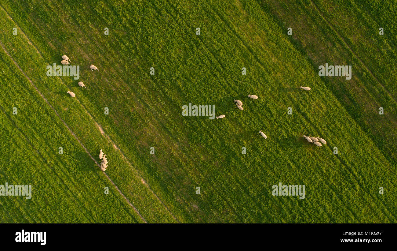 Aerial view over a flock of sheep on a farm Stock Photo - Alamy