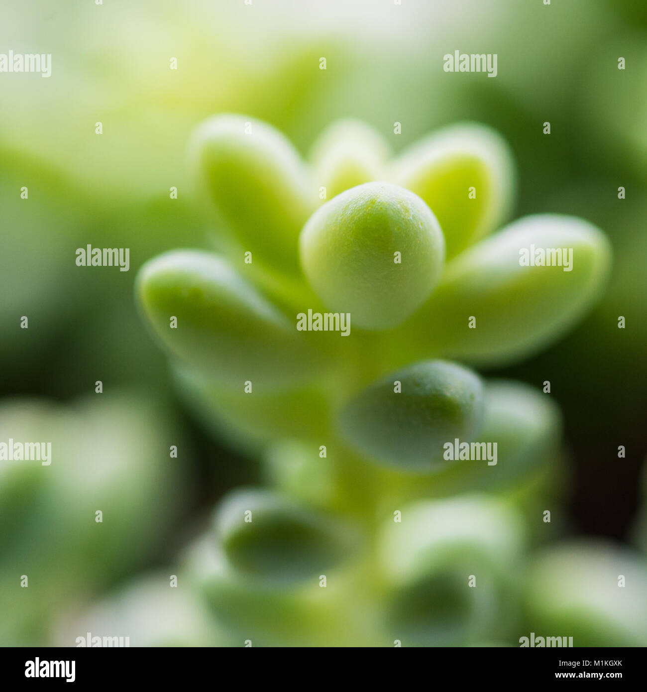 A macro shot of a donkey tail succulent plant. Stock Photo
