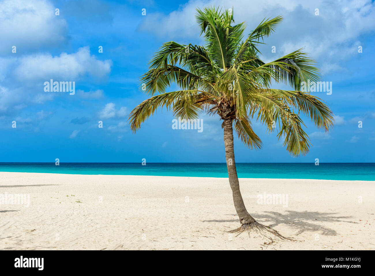 Palm tree on the idyllic white sand of Eagle Beach in Aruba. Caribbean