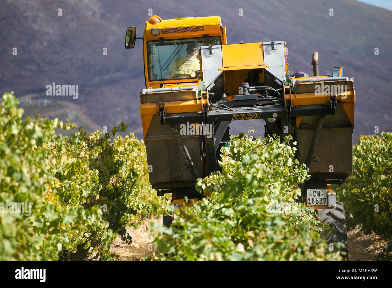 Grape harvesting machine harvesting grapes on a wine farm in south