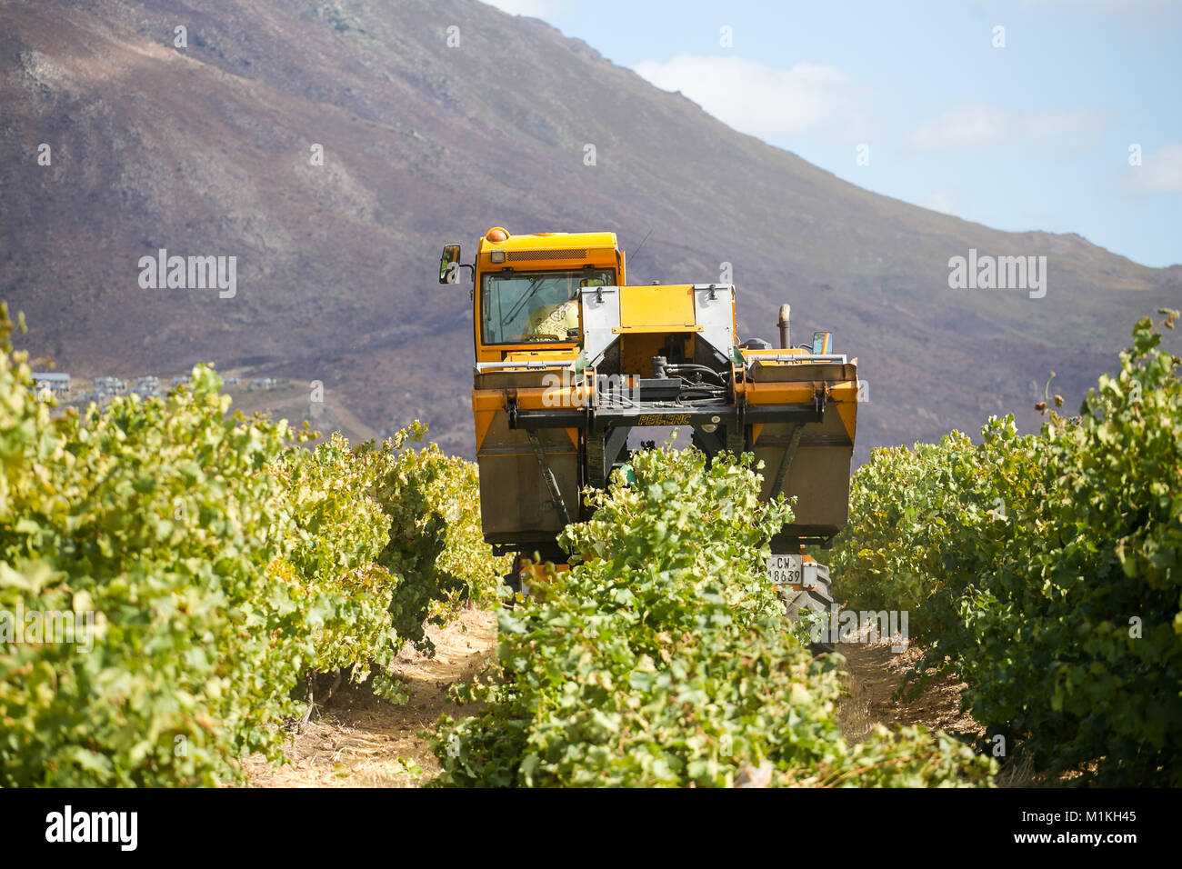 Grape harvesting machine harvesting grapes on a wine farm in south