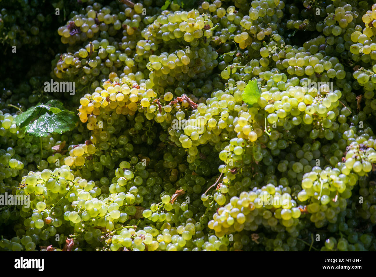 Bunches of ripe grapes ready to be picked on a wine farm in South