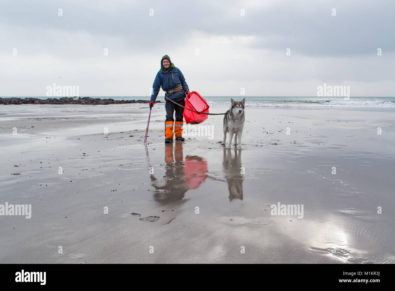 Kennack Sands, Lizard Peninsula, Cornwall, UK. 31st Jan 2018. Wayne Dixon former soldier and support worker originally from Bradford  back on the coast path cleaning up as Wayne and his northern Intuit dog Koda, walk round the coast of the UK. They set off on the 1/2/2016 raising funds for the charity MIND and the northern inuit rescue dog society. Wayne is also passionate about raising awareness on the value of keeping  britain tidy. Todays beach clean was organised by the Seal Sanctuary at Gweek. Credit: Simon Maycock/Alamy Live News Stock Photo