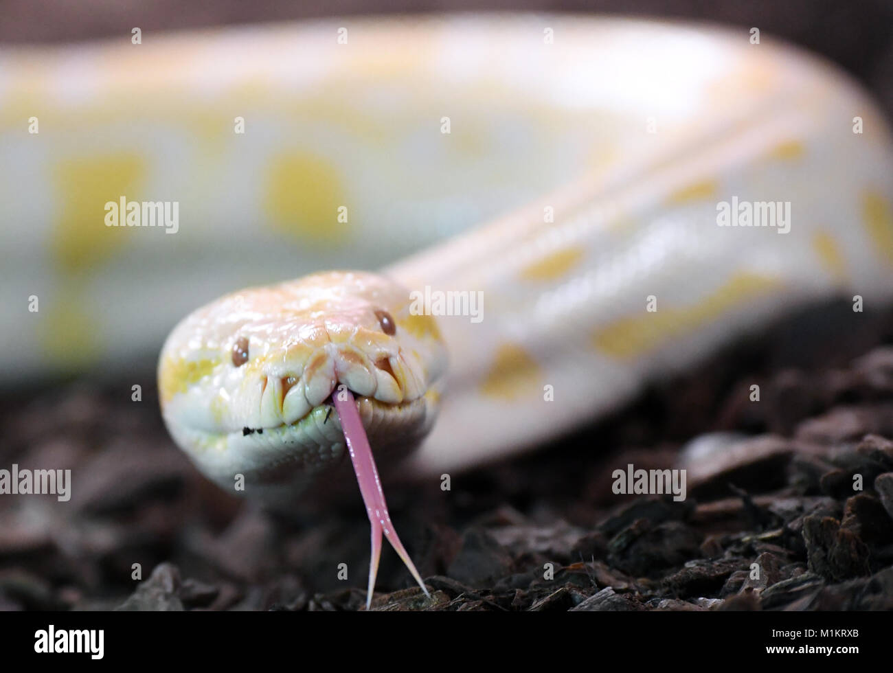 голодные змеи