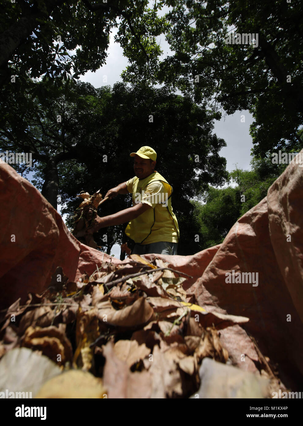 Valencia, Carabobo, Venezuela. 23rd May, 2012. June 04, 2012An employee collects the dry leaves to make the compost in the Fernando Pe''“alver park. They do not use chemicals and last year they contributed 9 thousand plants for a reforestation campaign of Fernando Pe''“alver Park, Fernando Pe''“alver Park, founded in 1983, has 22 hectares for environmental recreation that promote the relationship between man and nature, is crossed by the river Cabriales, there are diverse ecosystems, and there is a great variety of flora and fauna species. The park depends on the state government of Carabobo, Stock Photo