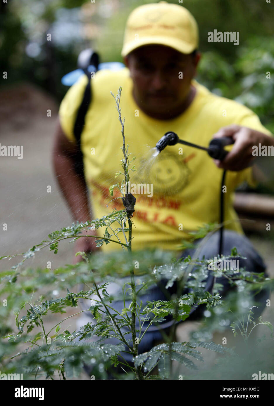 Valencia, Carabobo, Venezuela. 24th May, 2012. June 04, 2012. An employee irrigates the slurry, a natural pesticide made with green leaves of plants with strong odors and put to ferment, in the nursery of Fernando Pe''“alver Park. They do not use chemical products and last year they contributed 9 thousand plants for a reforestation campaign in Fernando Pe''“alver Park, Fernando Pe''“alver Park, founded in 1983, has 22 hectares for environmental recreation that promote the relationship between man and nature, is crossed by the river Cabriales, there are diverse ecosystems, and there is a great Stock Photo