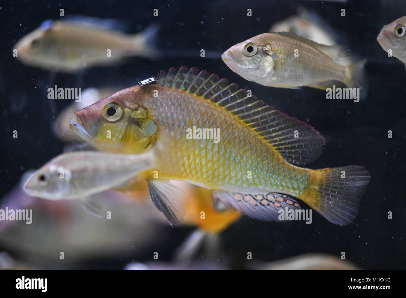 Constance, Germany. 12th Dec, 2017. A cichlid (Astatotilapia burtoni) that has got a barcode attached to his head swims in an aquarium at the University of Constance, Germany, 12 December 2017. Scientists research the collective behaviour of fishes at the University of Constance. Credit: Felix Kästle/dpa/Alamy Live News Stock Photo