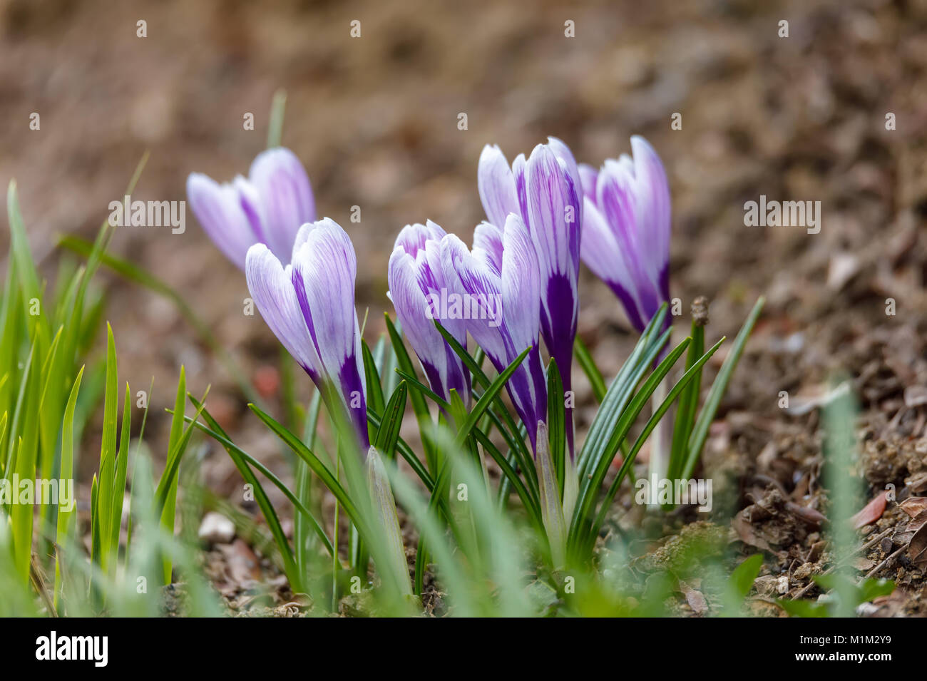 early spring beautiful blue flowers Pulsatilla pratensis (small pasque flower) Stock Photo