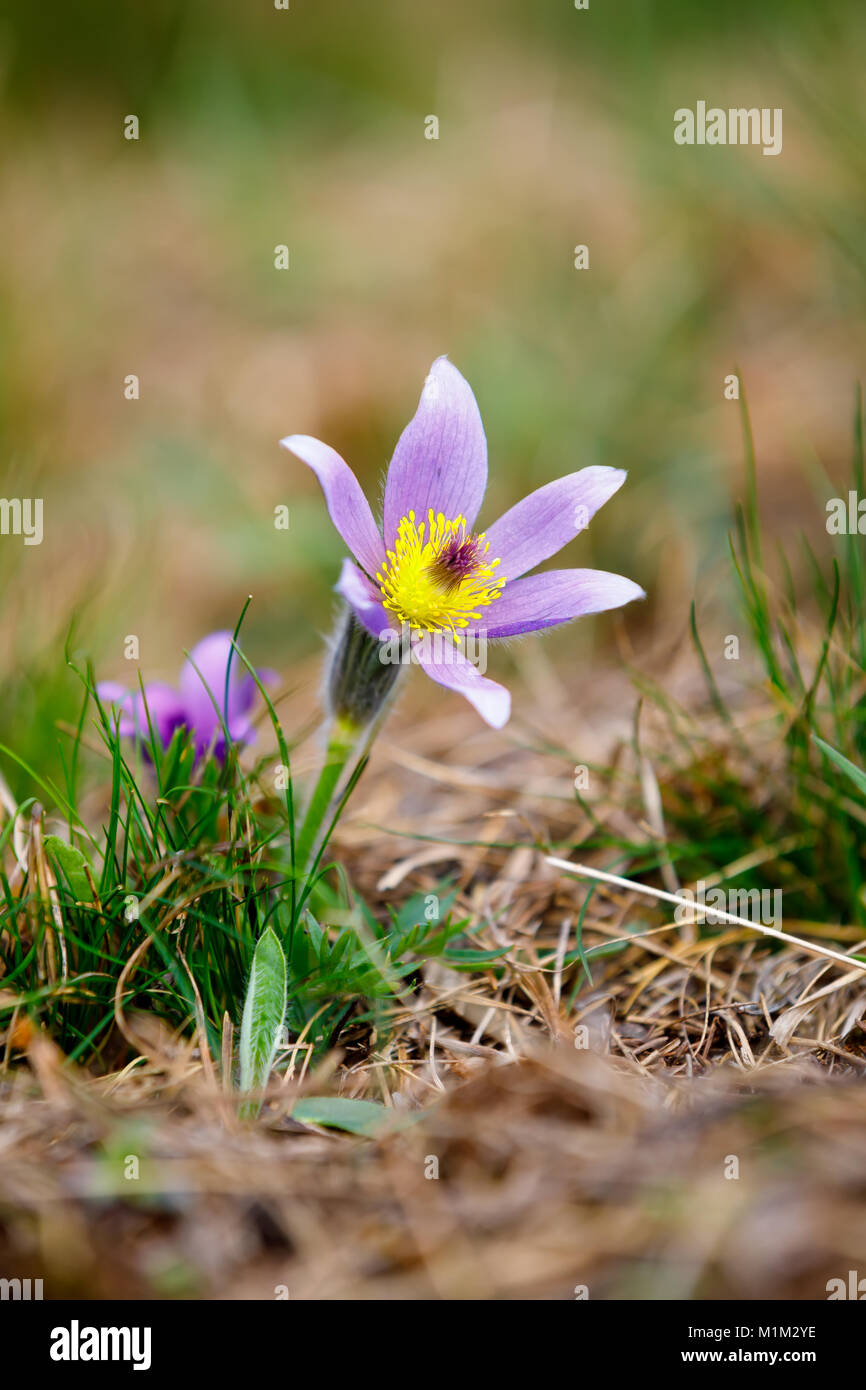 early spring beautiful blue flowers Pulsatilla pratensis (small pasque flower) Stock Photo