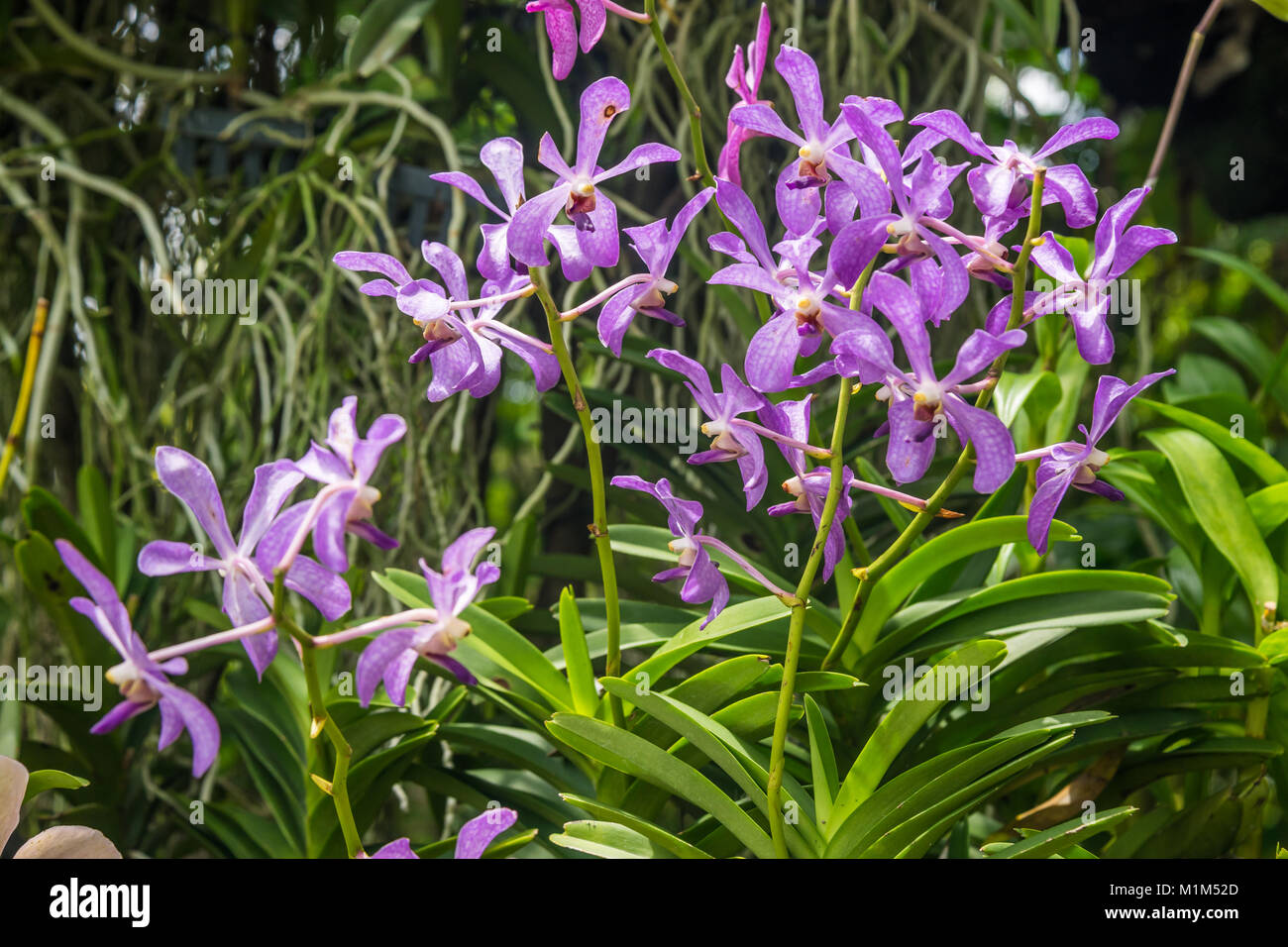 Purple orchid flower in flower plant selectively focus Stock Photo
