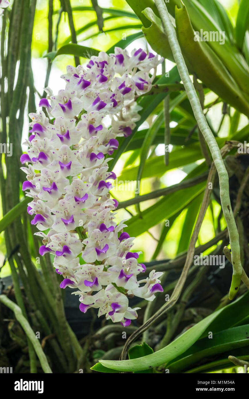 White orchid flower in flower plant selectively focus. Stock Photo