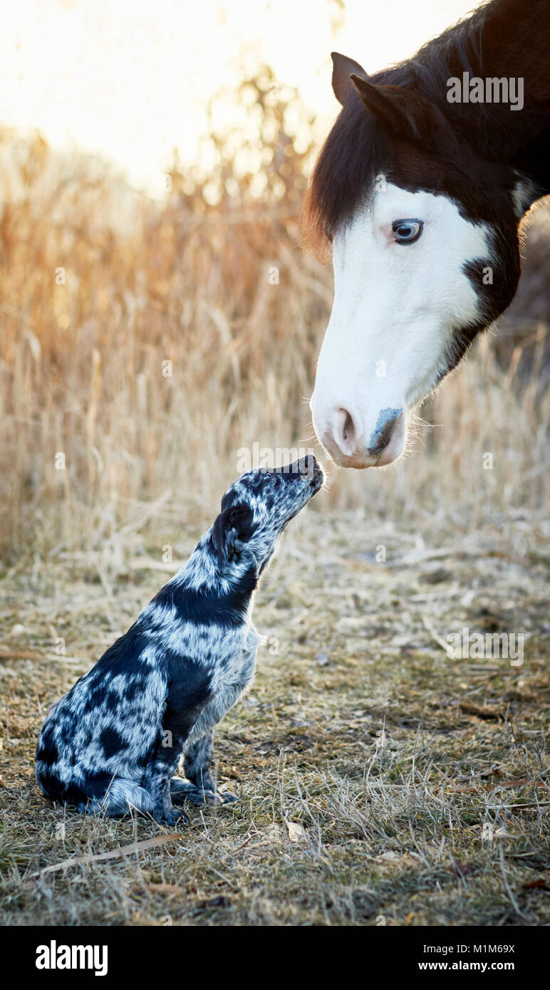 Animal friendship: Pintabian and young mixed-breed dog interacting. Germany Stock Photo