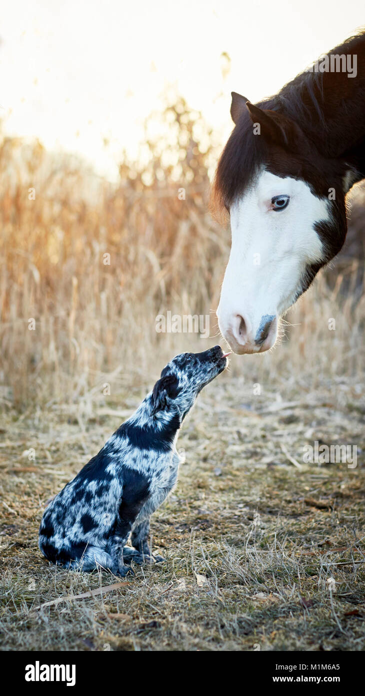 Animal friendship: Pintabian and young mixed-breed dog interacting. Germany Stock Photo