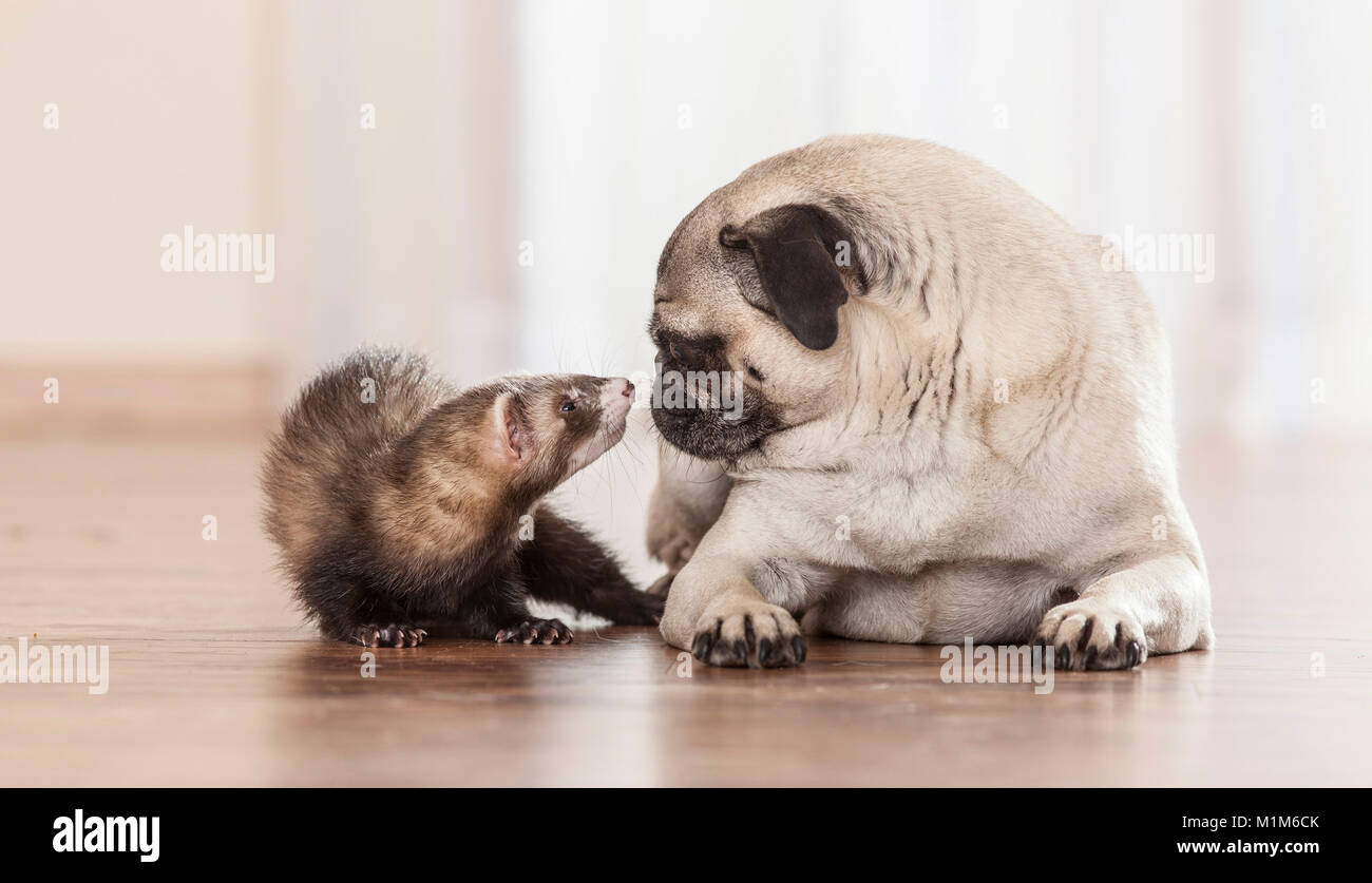 Animal friendship: Ferret sniffing at with pug puppy. Germany Stock Photo