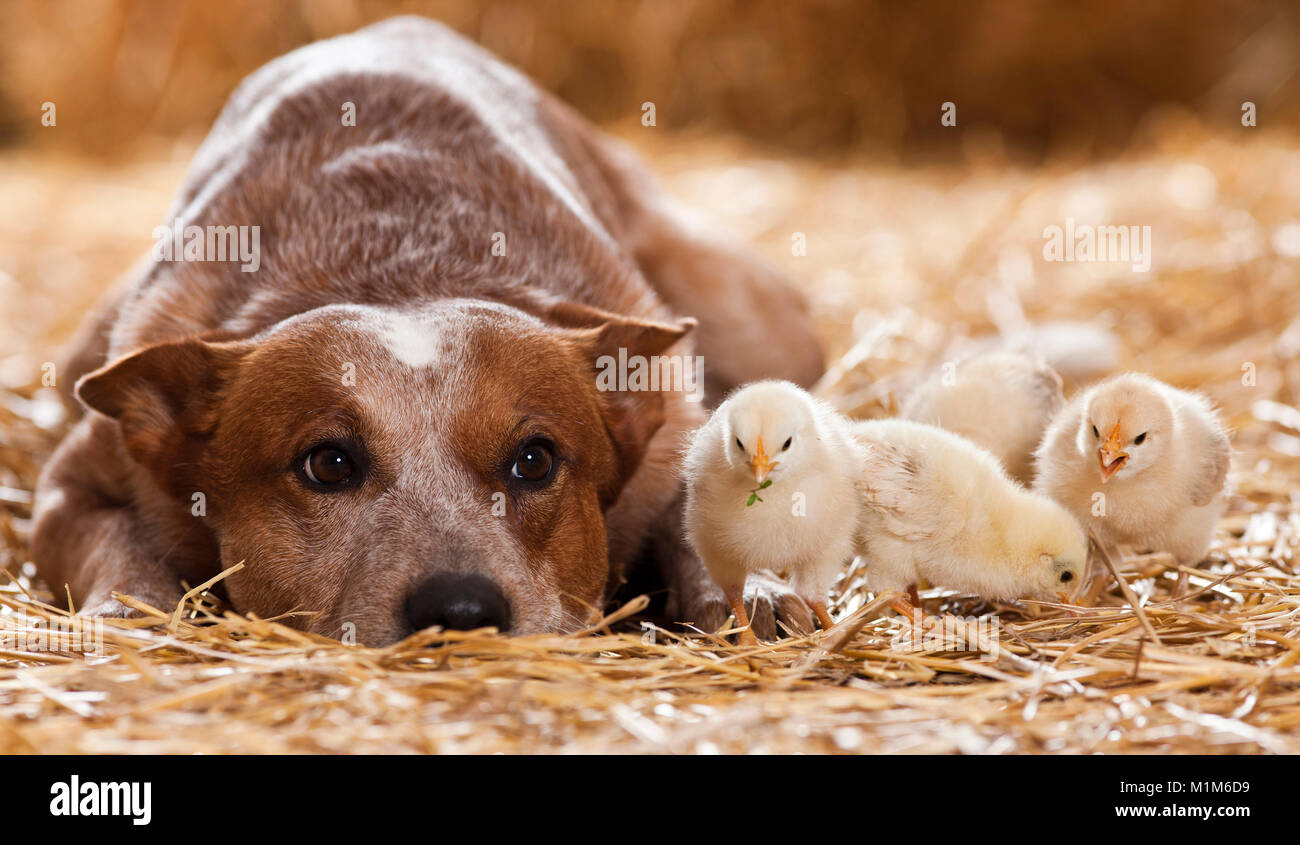 Animal friendship: Australian Cattle dog with chicks, lying in straw. Germany Stock Photo