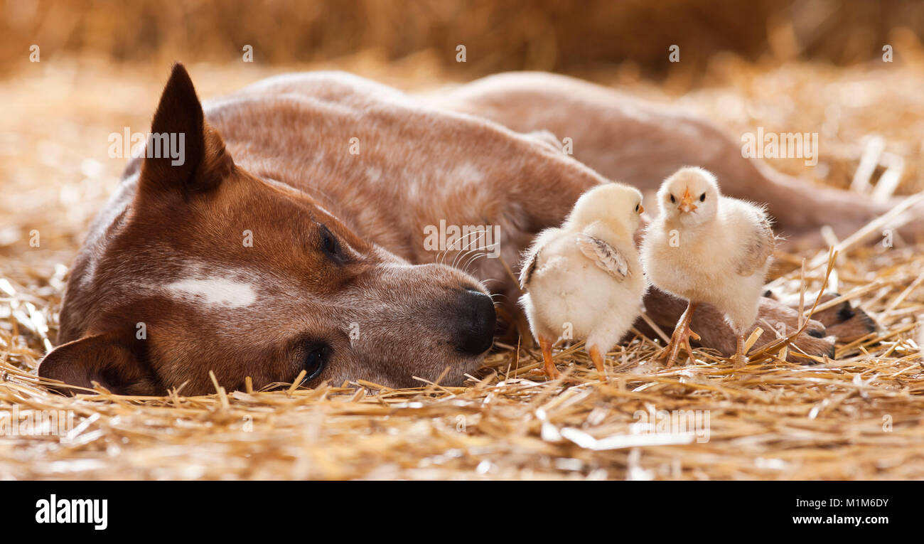 Animal friendship: Australian Cattle dog with chicks, lying in straw. Germany Stock Photo