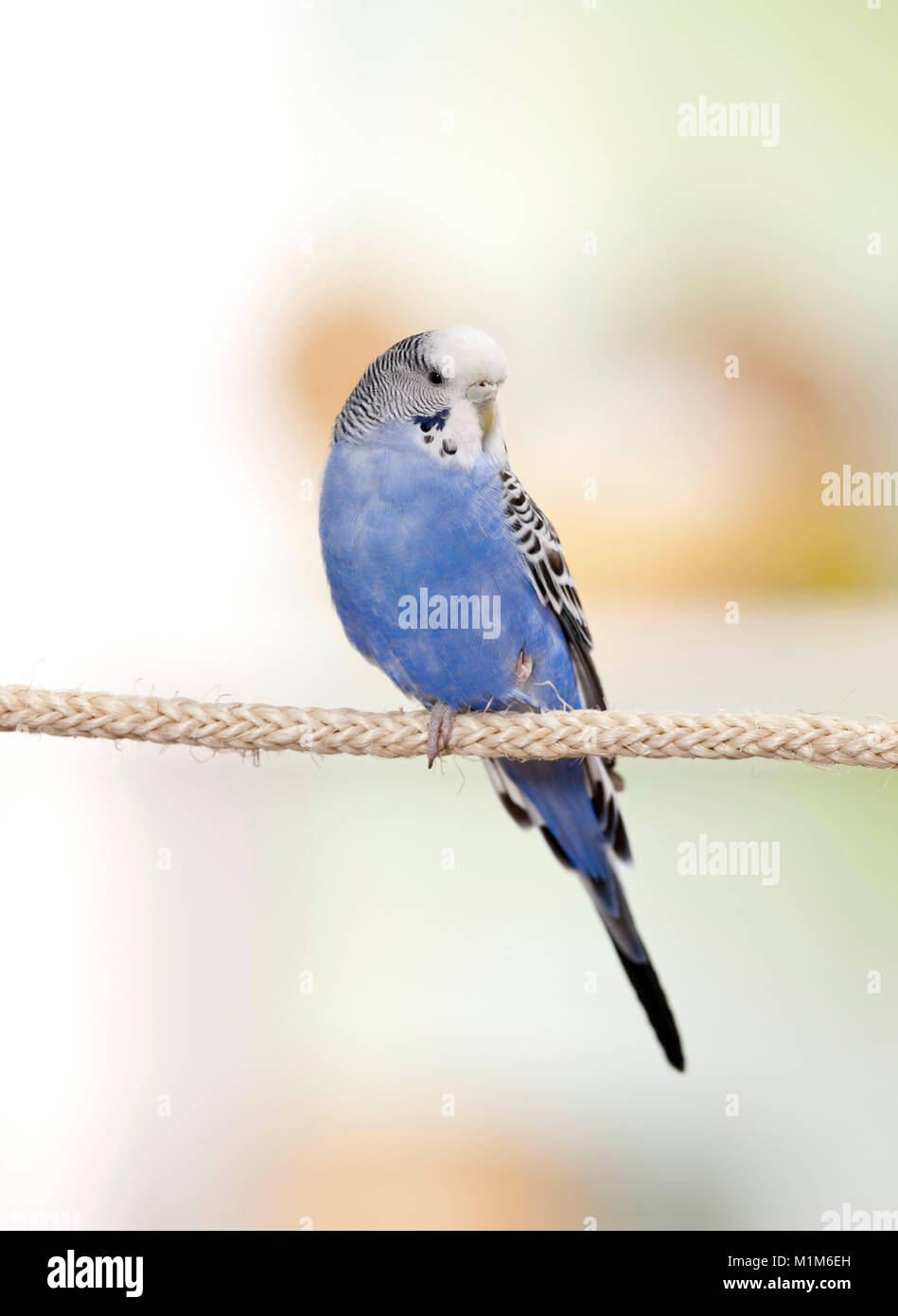 Budgerigar, Budgie (Melopsittacus undulatus). Blue bird perched on a rope. Germany Stock Photo