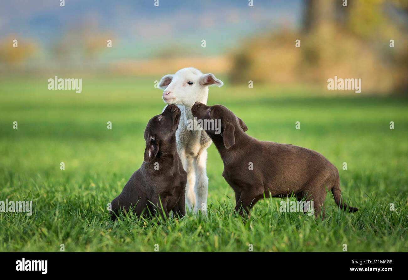 Lambs farm puppies online