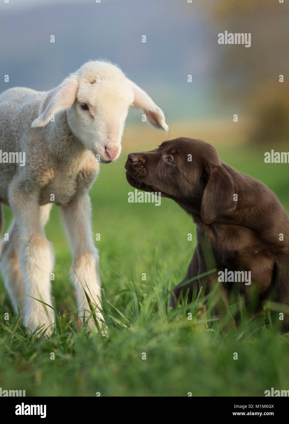 Sheep Labrador Dogs Labrador Retriever and Merino Sheep. Lamb and puppy on a meadow ...