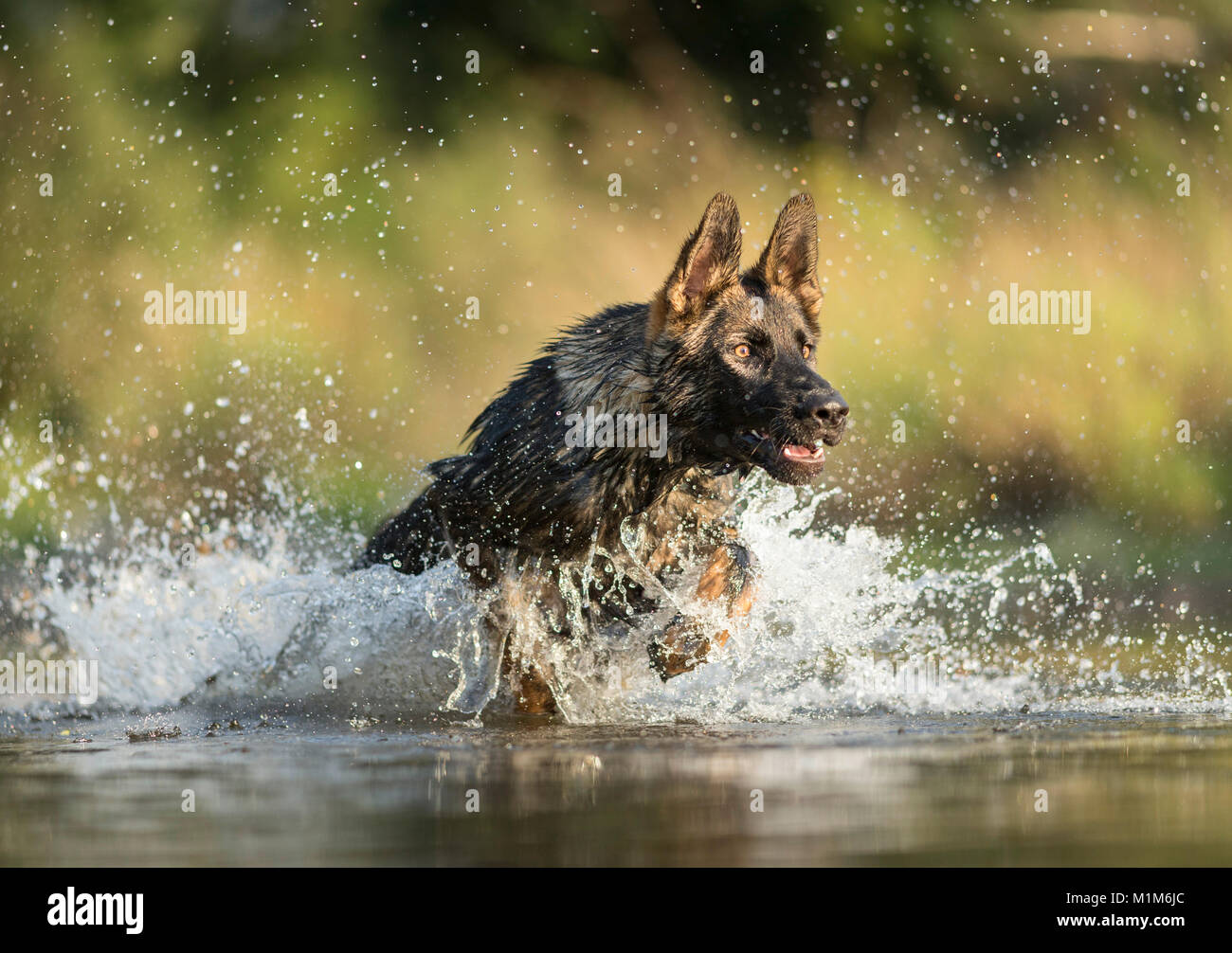 German Shepherd, Alsatian. Adult running in shallow water. Germany Stock Photo