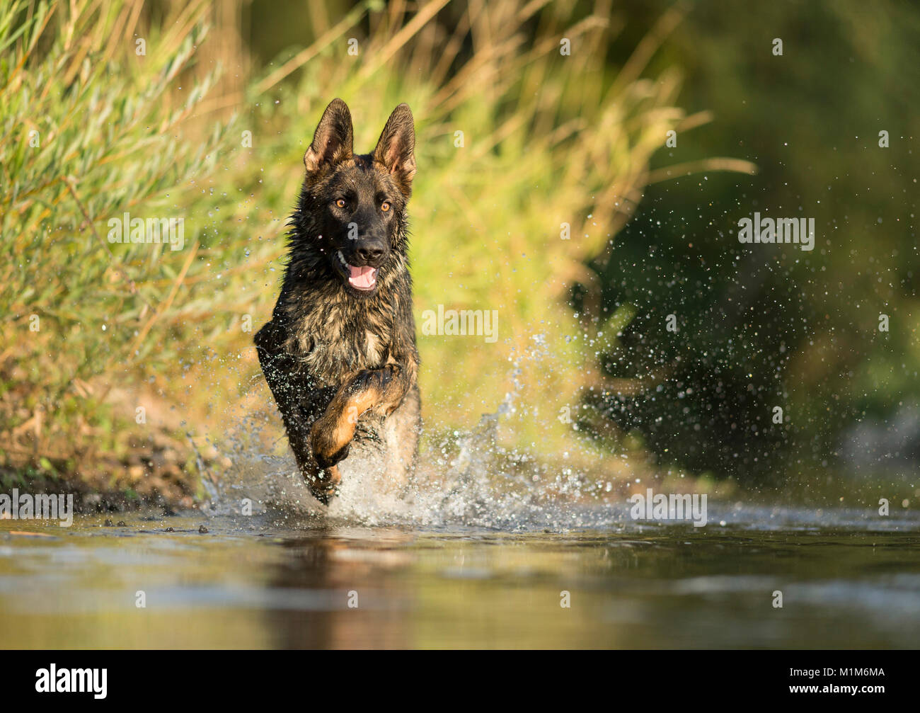 German Shepherd, Alsatian. Adult running in shallow water. Germany Stock Photo