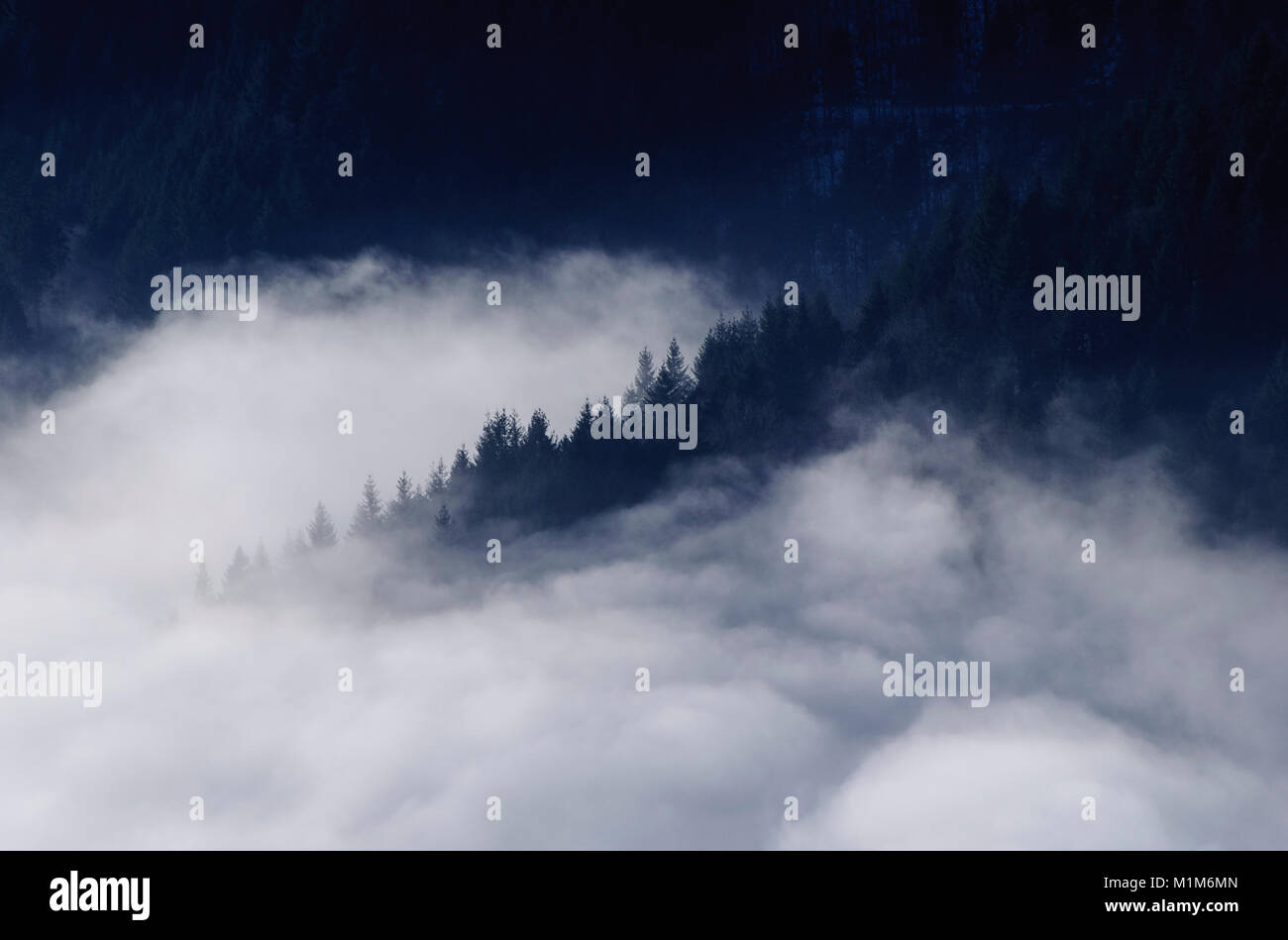 Clouds fog over forest hi-res stock photography and images - Alamy