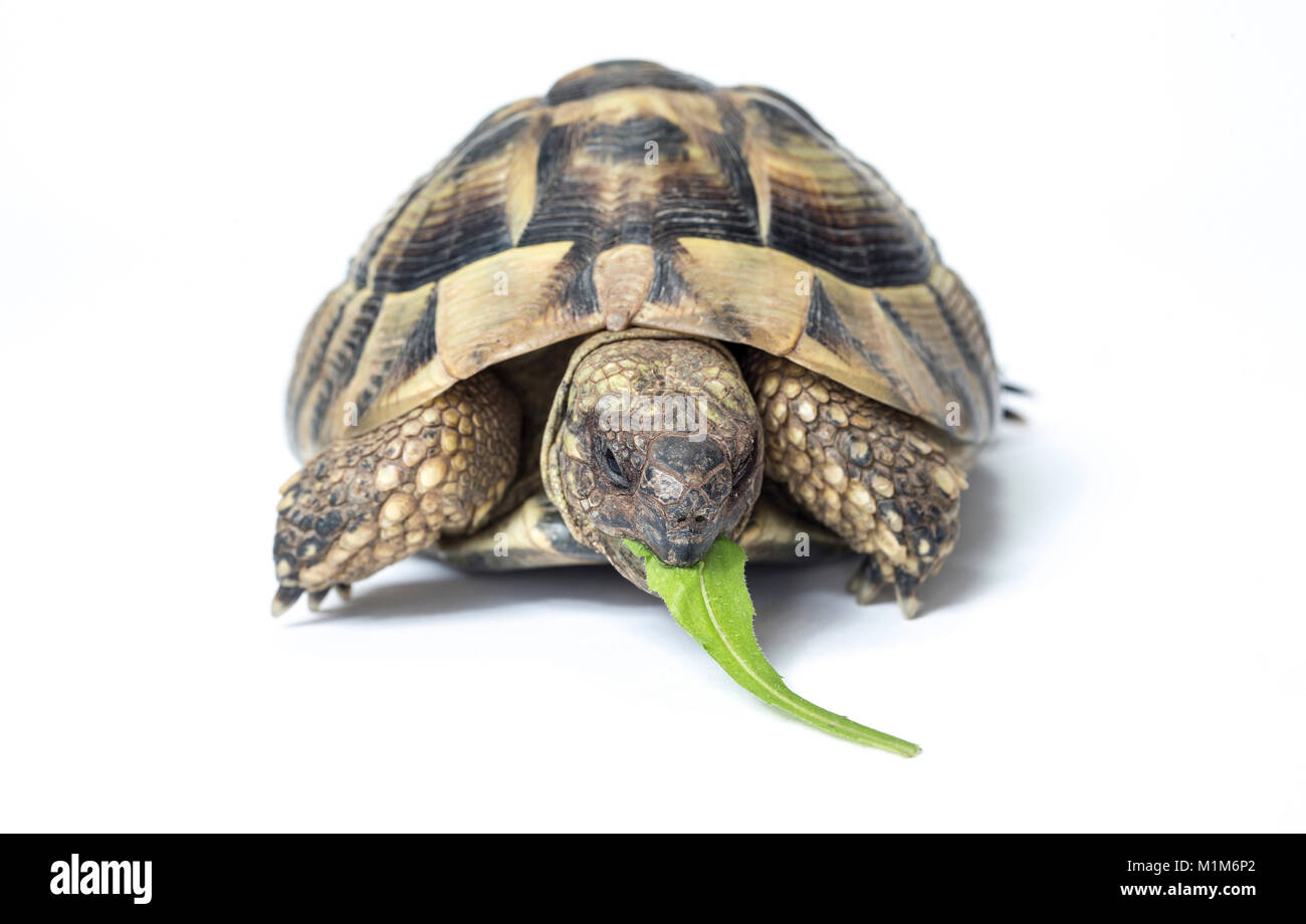 Hermanns Tortoise (Testudo hermanni) eating a Dandelion leaf. Studio picture against a white background. Germany Stock Photo