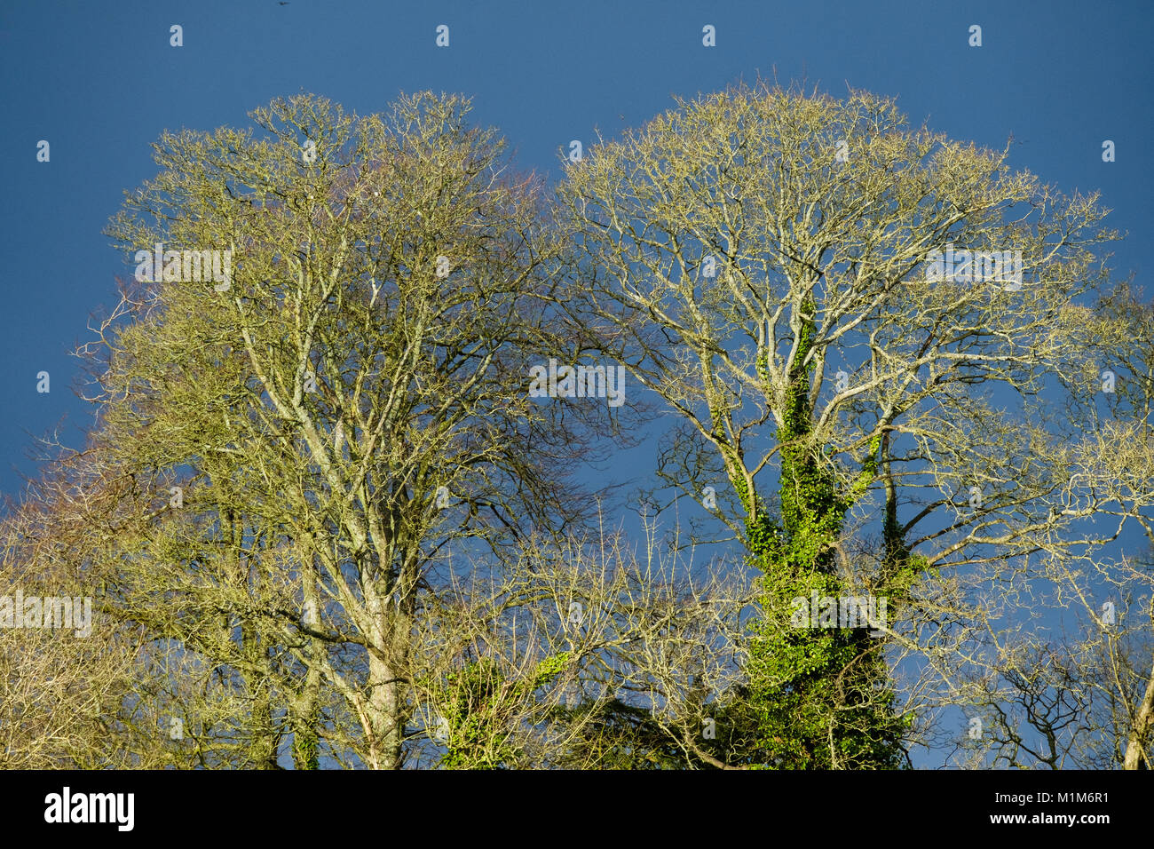 Strong light hi-res stock photography and images - Alamy