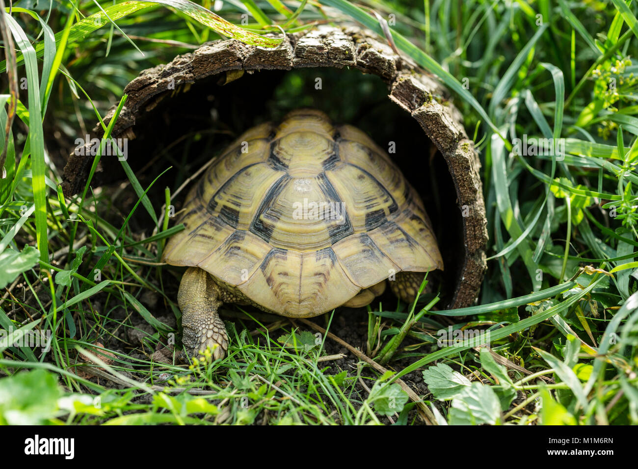 Hermanns Tortoise (Testudo hermanni) walking into a hollow log. Germany Stock Photo
