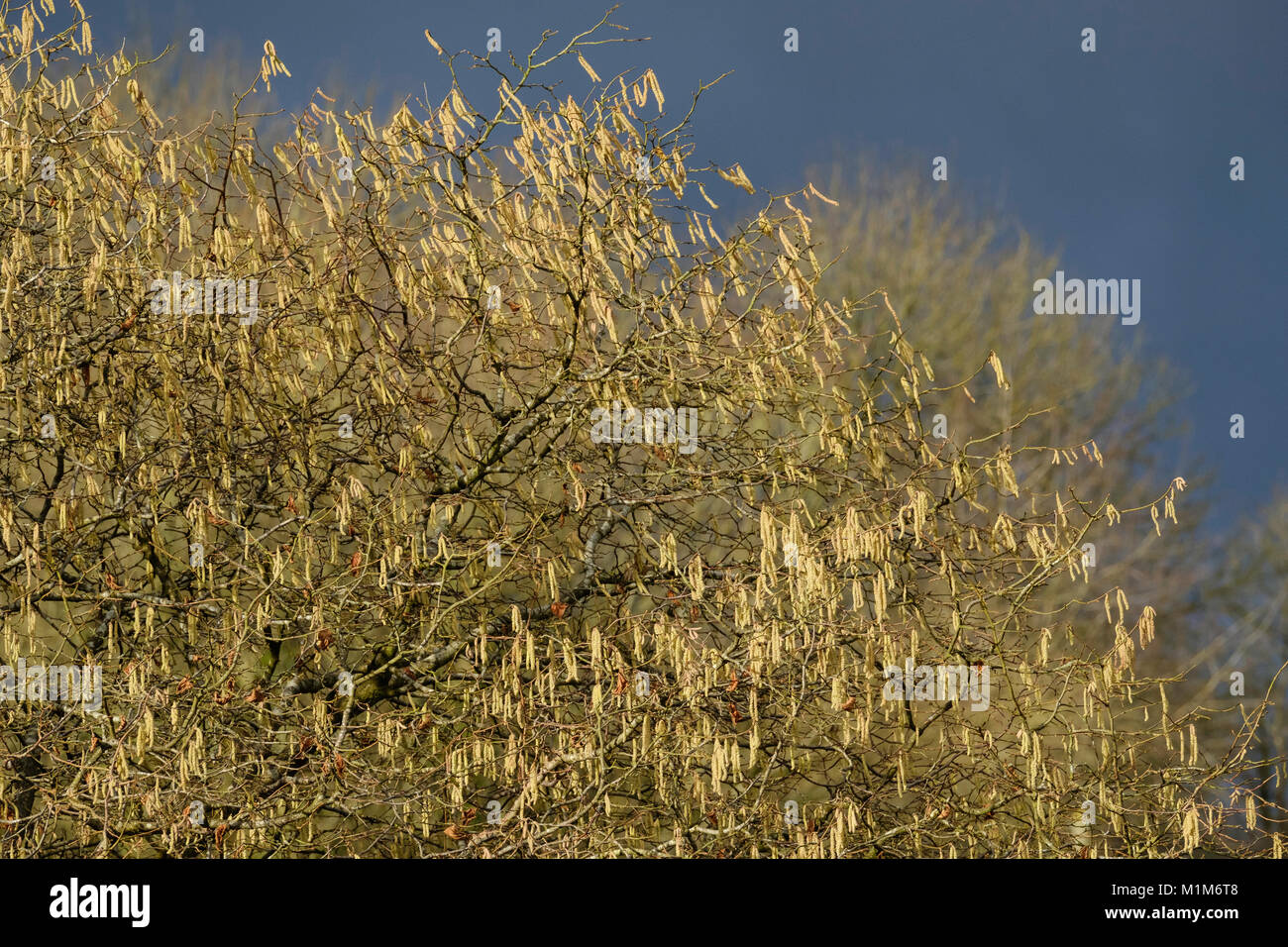 CATKINS ON HAZEL TREE Stock Photo