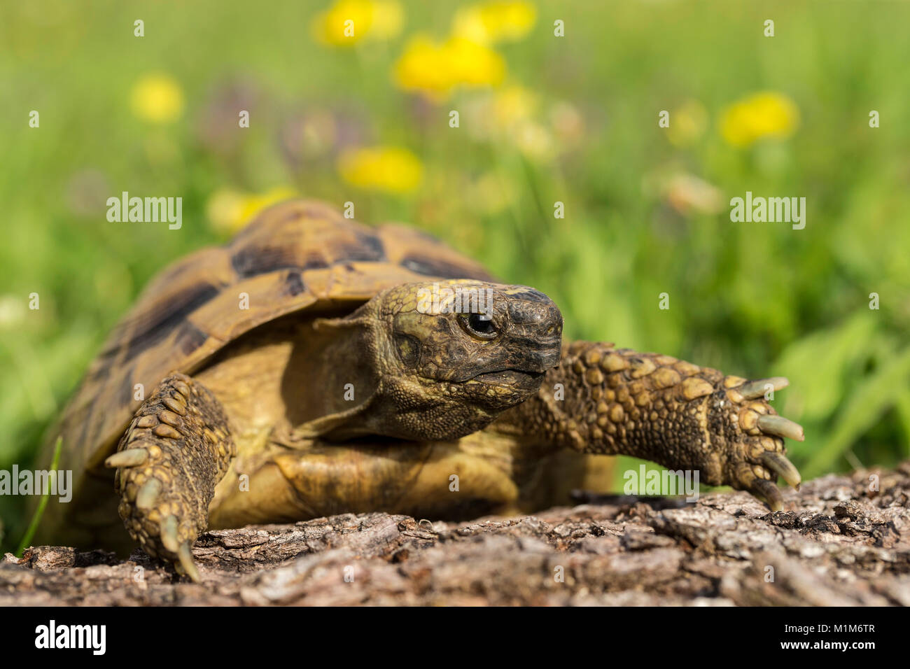 Hermanns Tortoise (Testudo hermanni) on a log. Germany Stock Photo