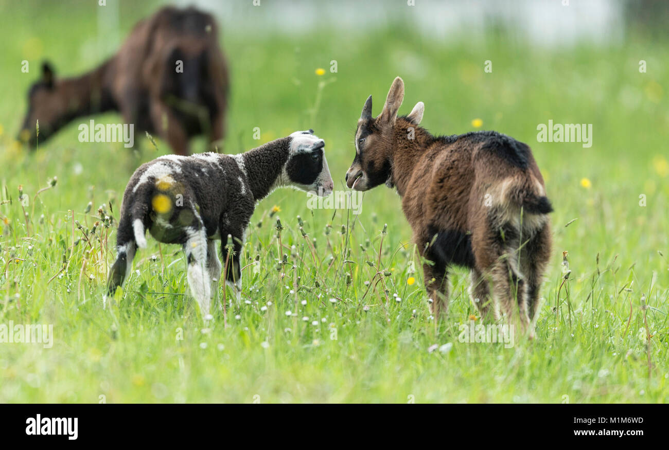 Young Thuringian Goat (Capra aegagrus hircus) and young East Friesian Sheep sniffing at each other. Germany Stock Photo