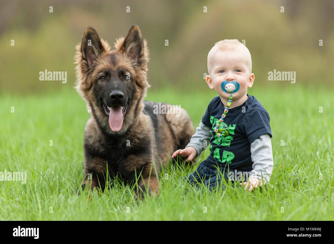 baby alsatian