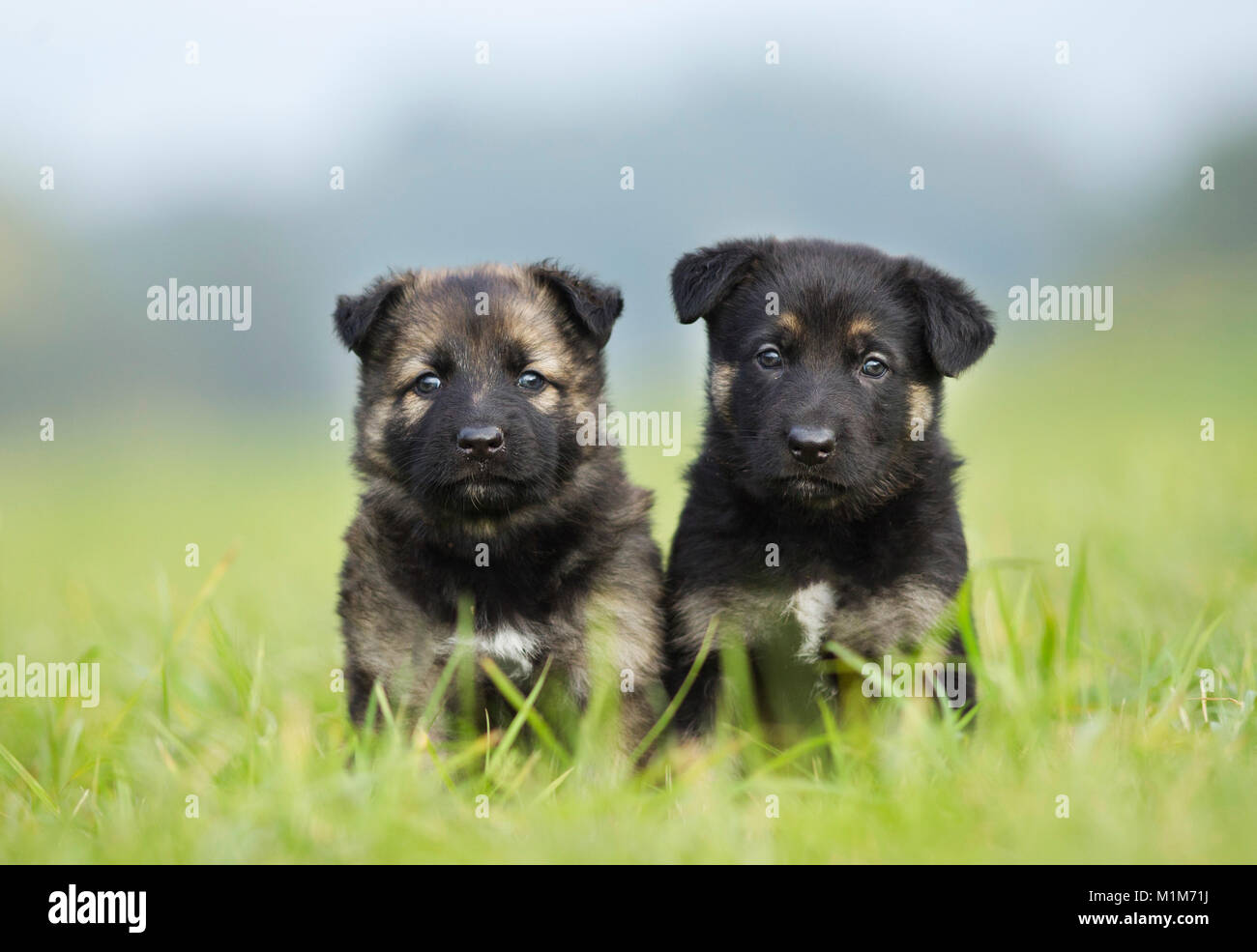 two german shepherd dog puppies Stock Photo - Alamy
