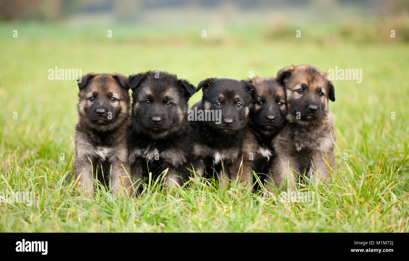 German shepherd hotsell alsatian puppy