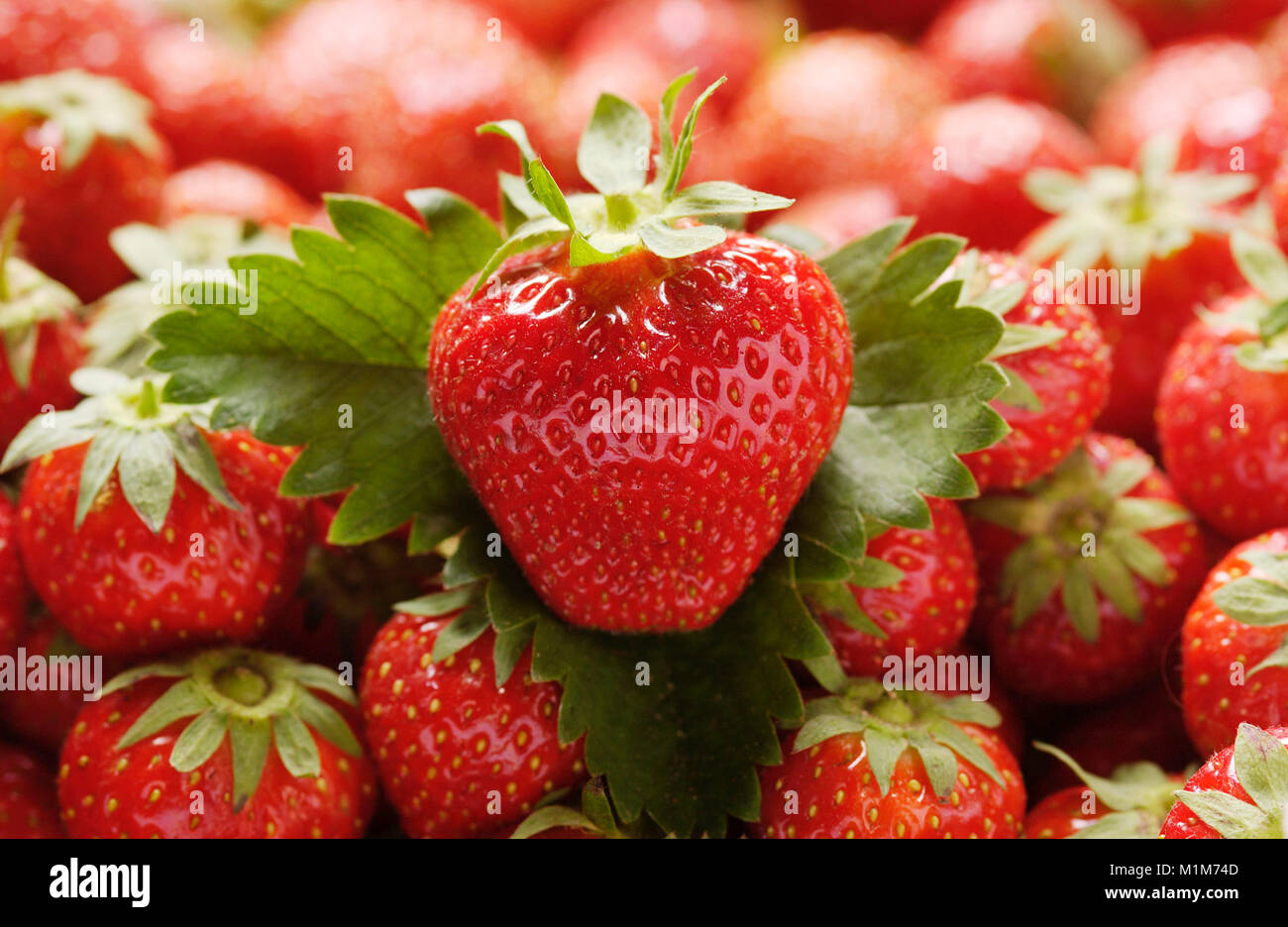 Strawberry (Fragaria x ananassa). Ripe strawberries. Germany Stock Photo