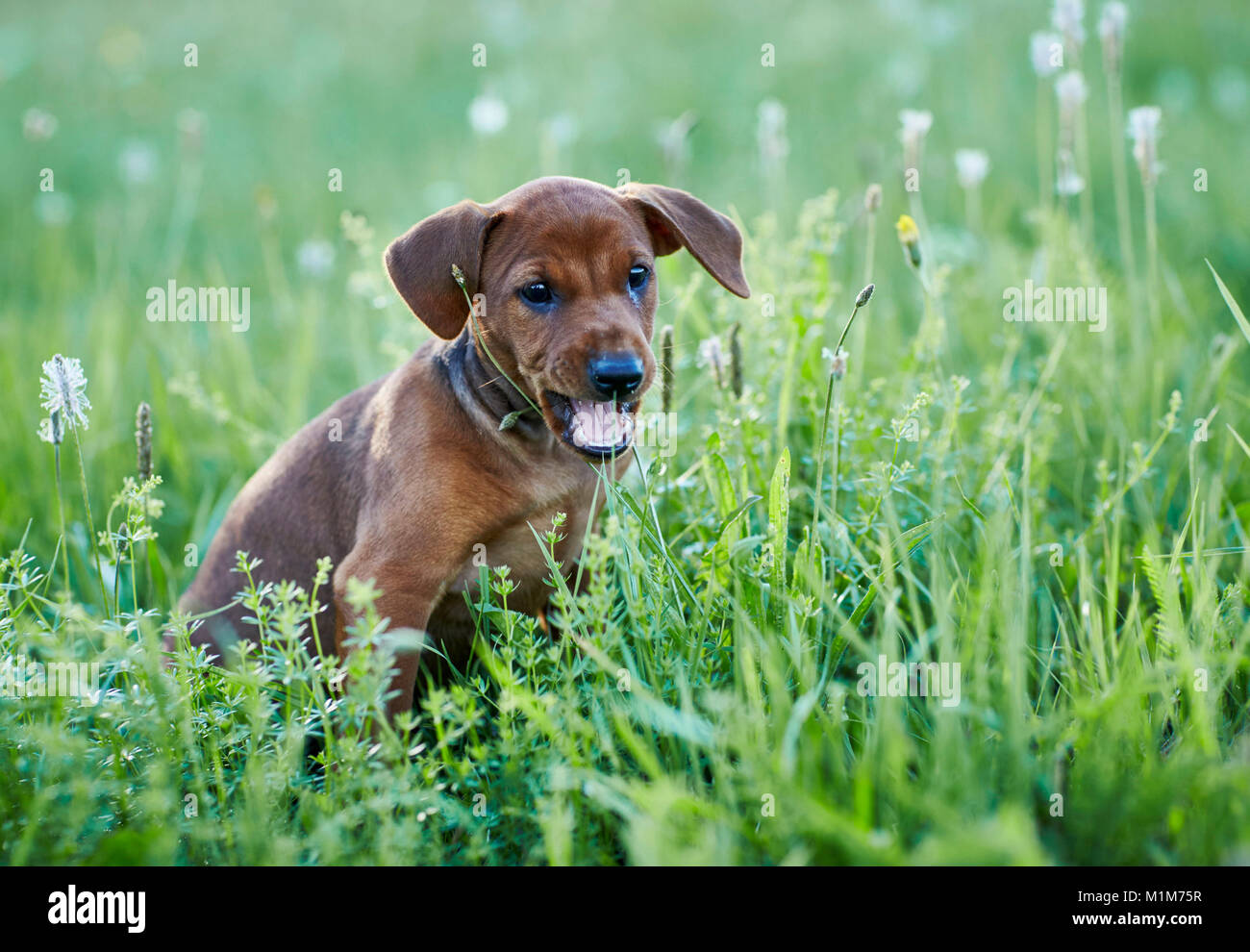 German Pinscher. Puppy sitting in a meadow, chewing on Plantain flowers. Germany. Stock Photo