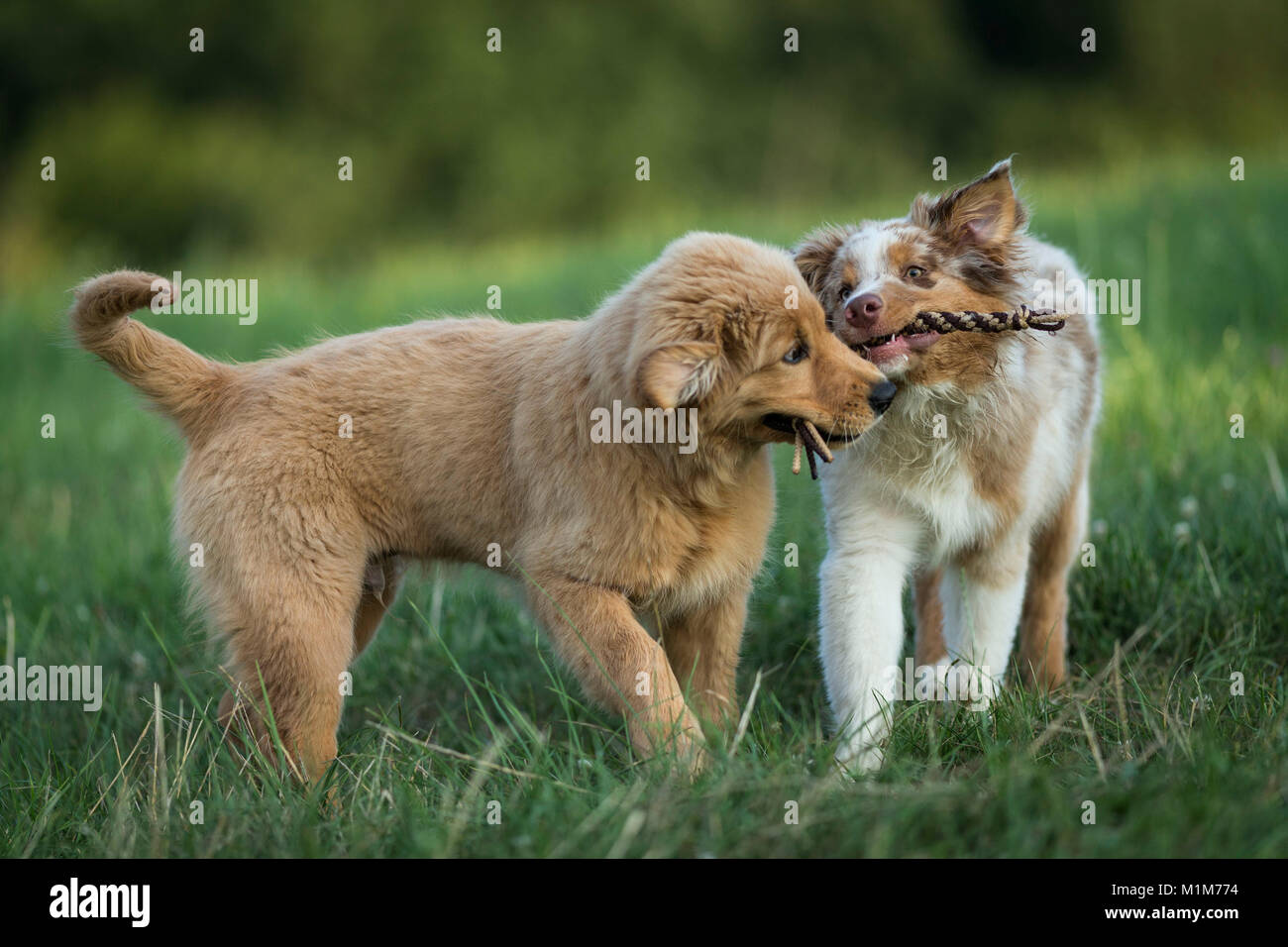 Australian Shepherd puppy and Golden Retriever puppy playing with a a multicoloured rope. Germany Stock Photo