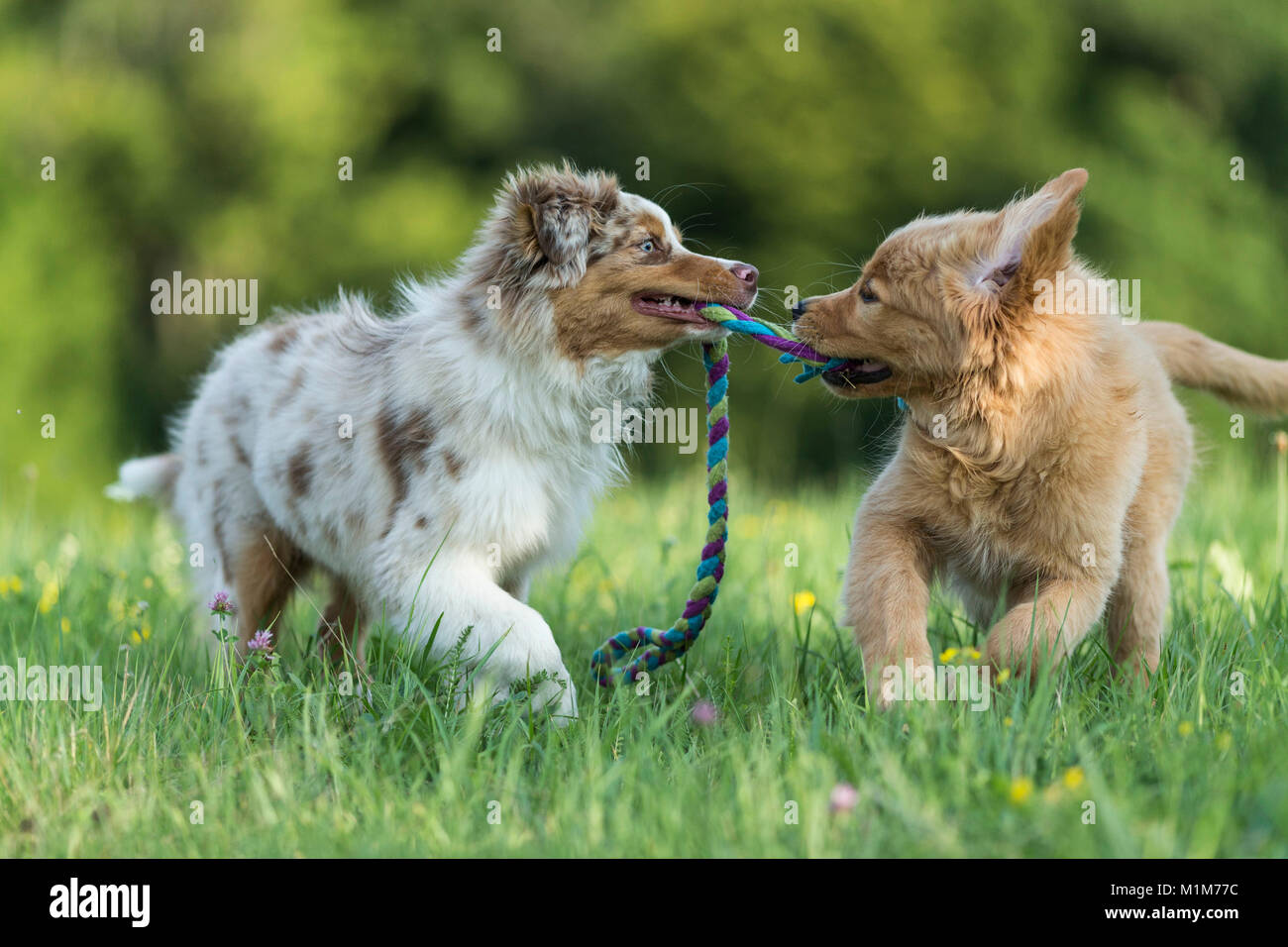 Australian Shepherd puppy and Golden Retriever puppy playing with a a