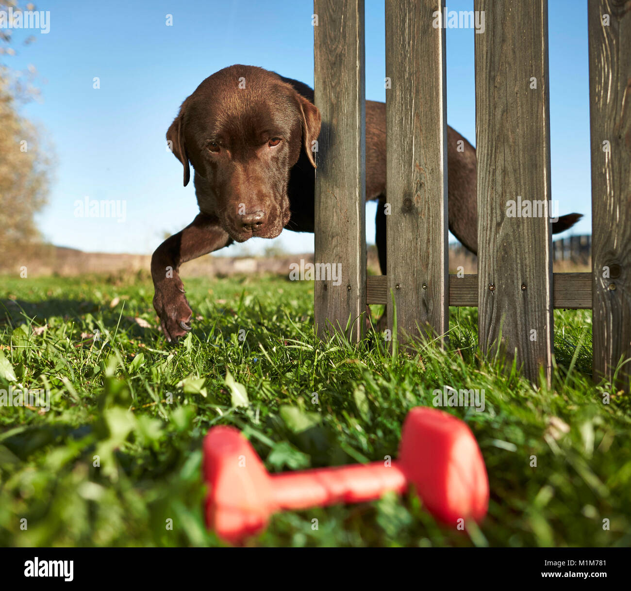 Brown Labrador Retriever finding its red toy bone behind a garden fence. Germany.. Stock Photo