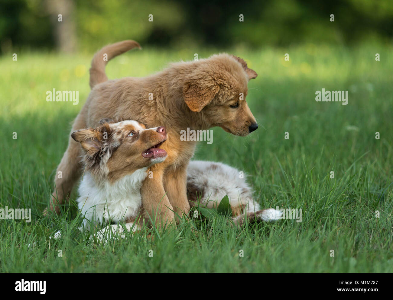 Australian Shepherd puppy and Golden Retriever puppy playing on a Stock  Photo - Alamy
