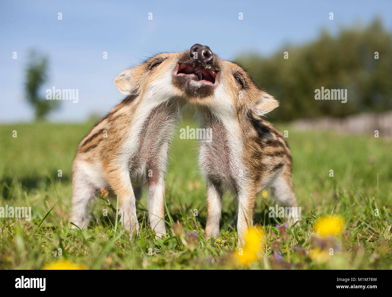 Wild Boar (Sus scrofa). Two shoats on a meadow, seems to sing. Germany Stock Photo