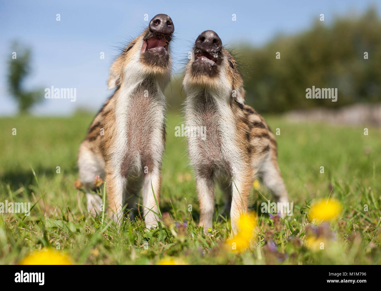 Wild Boar (Sus scrofa). Two shoats on a meadow, seems to sing. Germany. Stock Photo