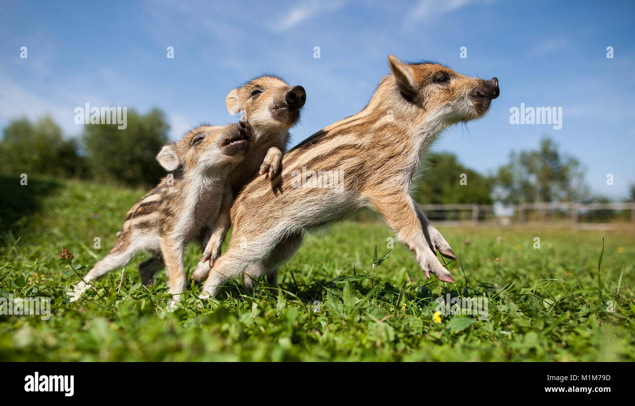 Wild Boar (Sus scrofa). Three shoats playing on a meadow. Germany Stock Photo