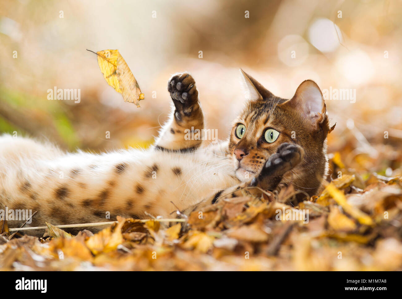 Bengal cat lying in leaf litter, playing with falling leaf. Germany