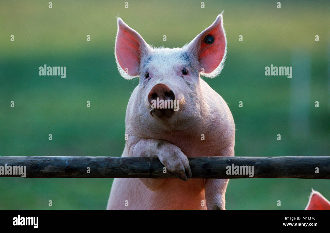 German Landrace Pig. Pig looking over a bar. Germany Stock Photo