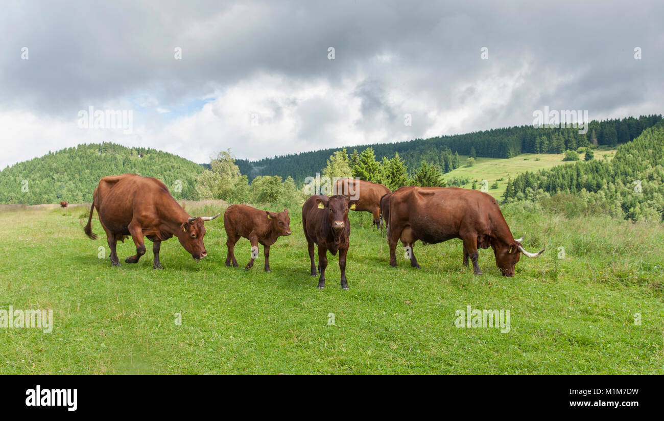 Harzer Rotvieh. Herd grazing. Harz, Germany Stock Photo